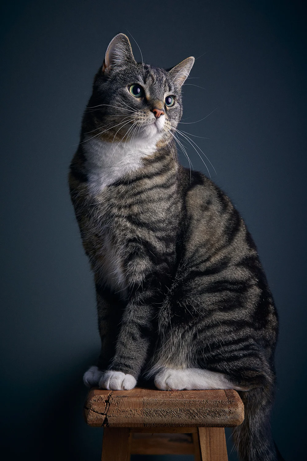 dierenfotografie van je kat